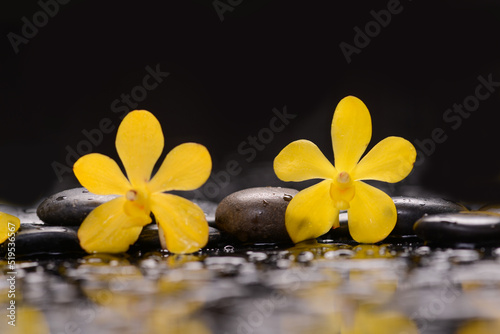 Still life of with Two yellow orchid with zen black stones on wet background, 