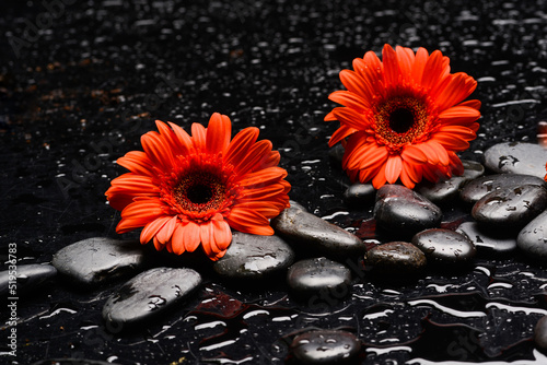 Still life of with 
Two red flower , and zen black stones on wet background
