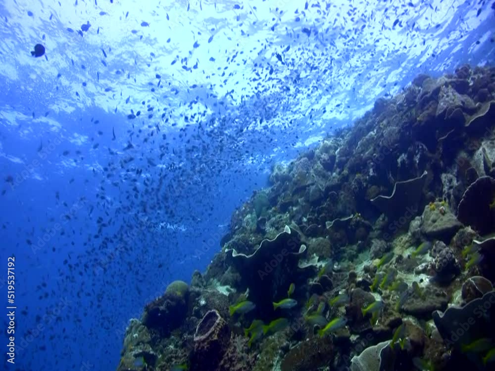 Hard coral reef with clouds of fishes Hard coral reef with clouds of fishes