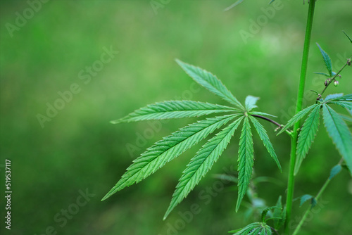 Cannabis leaves. Growing hemp outdoors. Drug