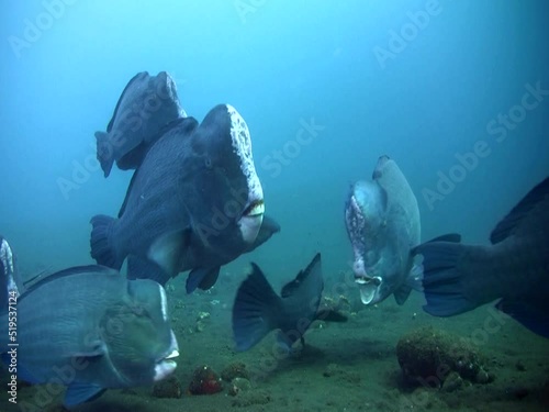 Humphead parrotfishes (Bolbometopon muricatum), large group swimming over sand photo