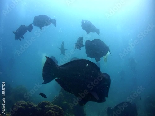 Humphead parrotfishes (Bolbometopon muricatum), large group swimming and pooing over coral reef photo