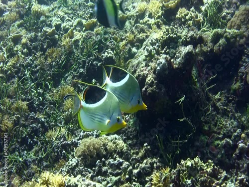Saddled butterflyfish (Chaetodon ephippium)