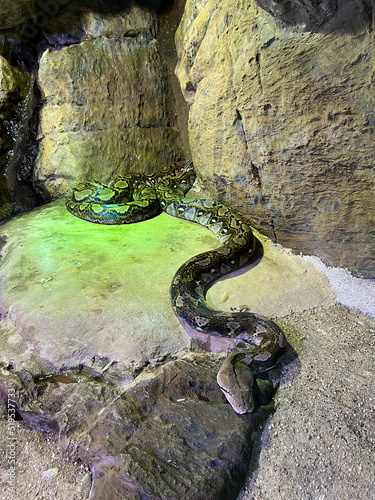 Reticulated python lies on a stone in a terrarium