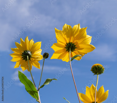 Sunkissed Daisies.  Yellow Daisies reaching towards the blue sky.  Taken in the garden.