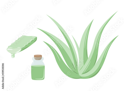 Set of medicinal plant aloe vera and succulent stem cut. The inscription "Aloe Vera", painted in green. Hand drawn plant in flat sketch style. Isolated vector illustration.