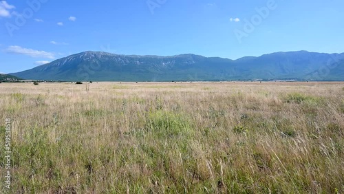 Yellow grass growing o the field in summer. Field surrounded by mountains. Livanjsko polje, Livno, Bosnia and Herzegovina. photo