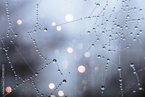 drops on the spider web background