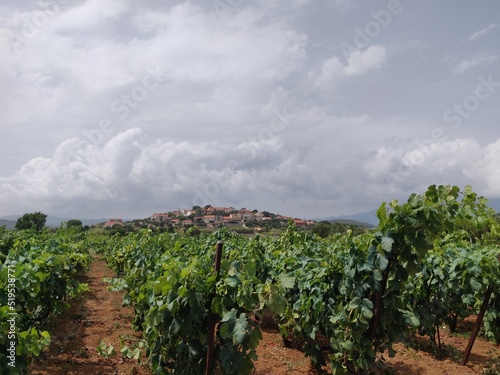 vineyard in Croatia 