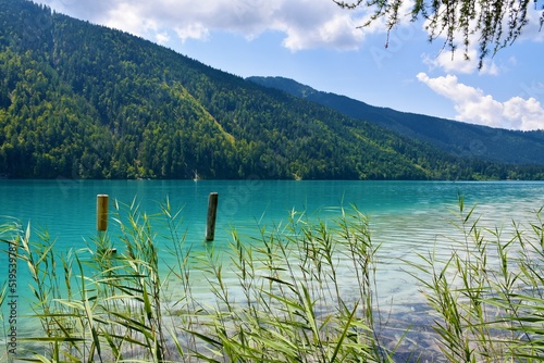 Common reed (Phragmites australis) aquatic plants growing on the shore of Weissensee lake in Carinthia, Austria