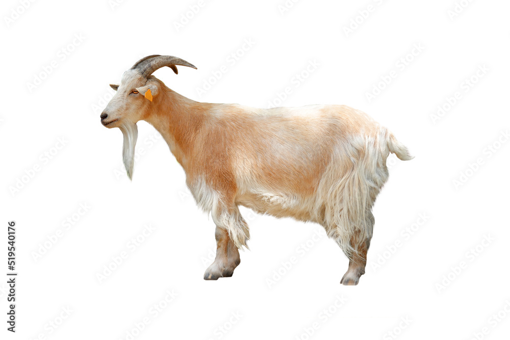 Fototapeta premium pygmy goat isolated on white background