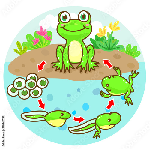 Fototapeta Naklejka Na Ścianę i Meble -  The Frog’s life cycle vector.