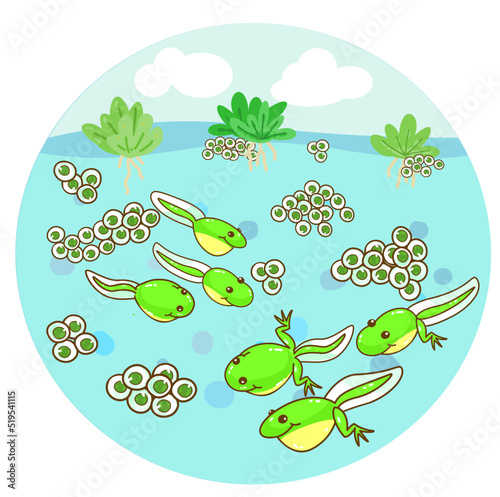 The Frog’s life cycle vector.