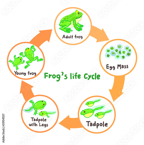 The Frog’s life cycle vector.
