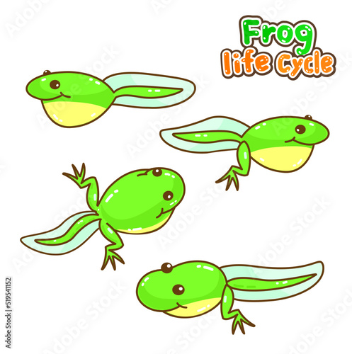The Frog’s life cycle vector.