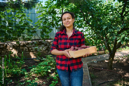 Hispanic woman  amateur farmer carrying a wooden crate of harvested organic potatoes  cultivated in her own eco farm.