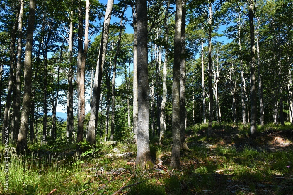 Beautiful bright and dark beech (Fagus sylvatica) temperate, deciduous, broadleaf forest Beautiful bright and dark beech (Fagus sylvatica) temperate, deciduous, broadleaf forest