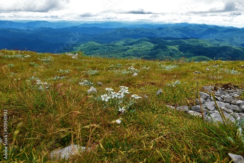 Group of white edelweiss  Leontopodium nivale  flowers at Sneznik mountain and forest covered Sneznik plateau in Notranjska  Slovenia