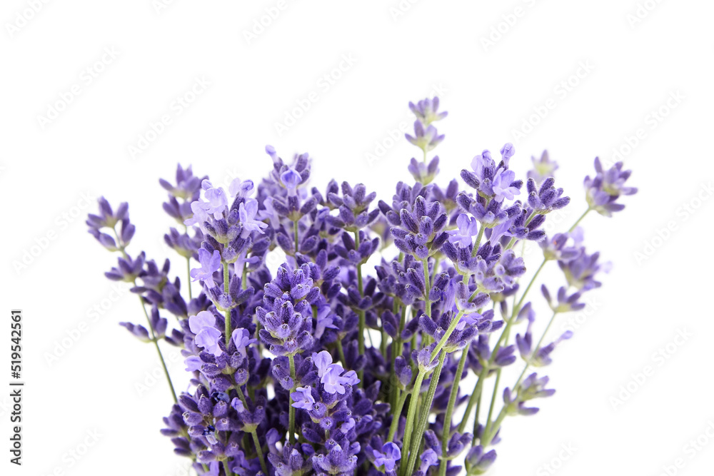 Obraz premium Lavender flowers isolated on white background