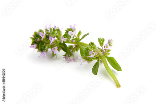 Fresh organic thyme herb sprig isolated on white background