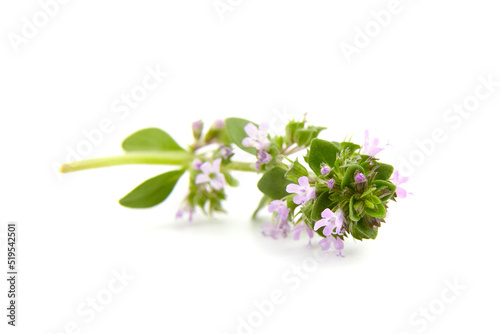Fresh thyme herb sprig isolated on white background