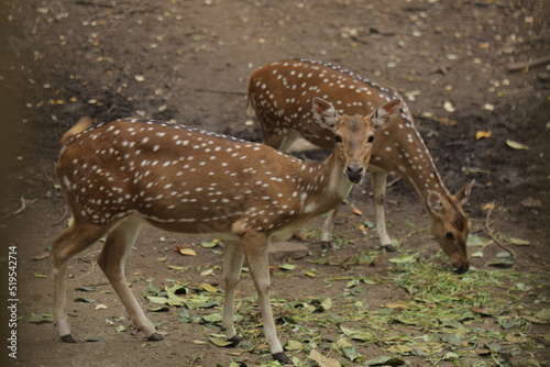 deer in the woods 