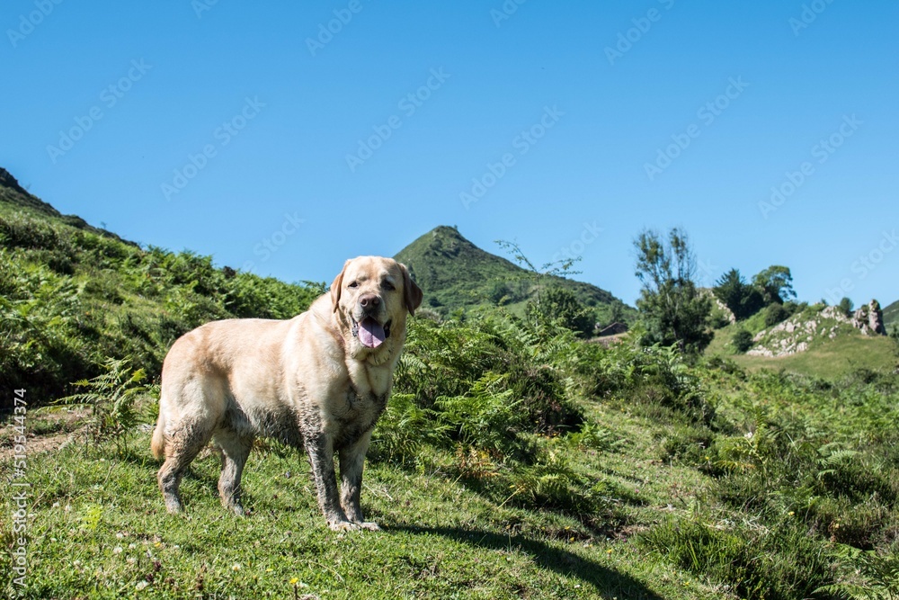 Un perro embarrado disfruta de la montaña 