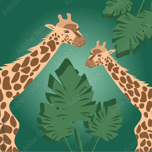 Photography giraffe in the jungle