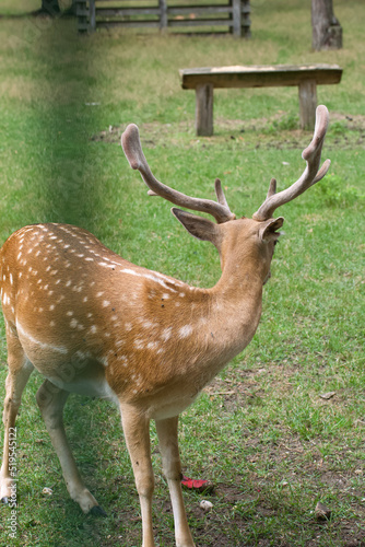 Spotted deer in the enclosure of Belovezhskaya Pushcha. They walk around the aviary.