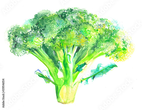 Green broccoli cabbage on a white background, watercolor hand drawing.