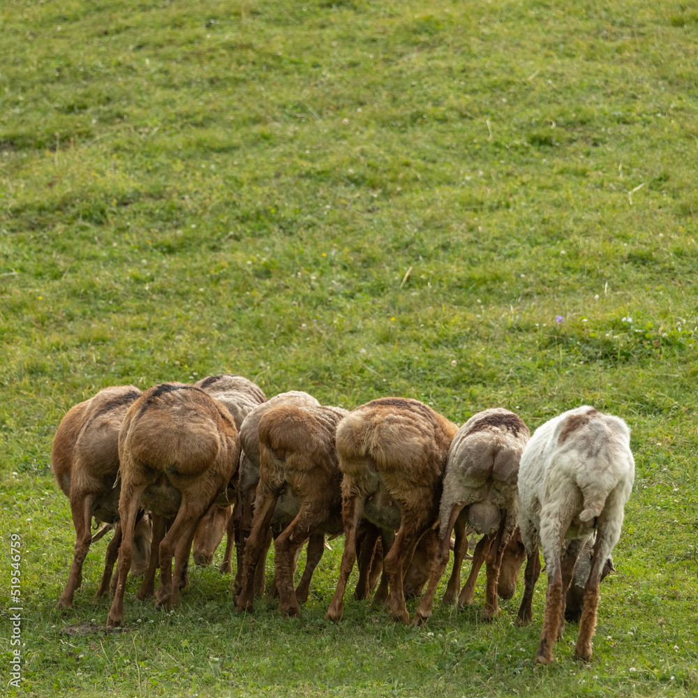 flock of sheep from the back flock of sheep from the back