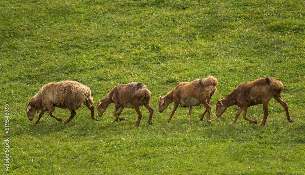 flock of sheep on grassland