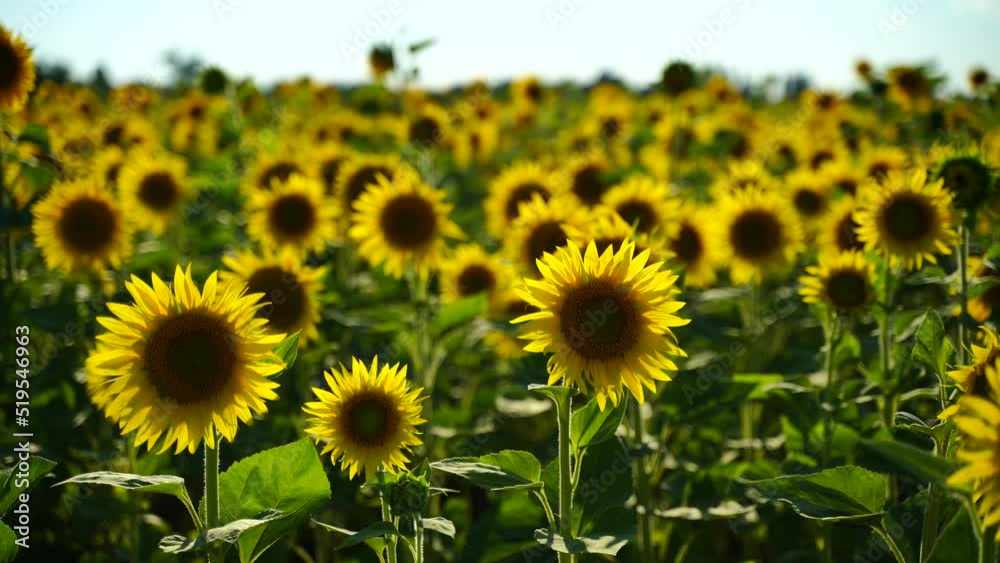 4k video of a sunflower field. Agriculture. View of a blooming sunflower in a huge field of sunflowers fluttering in the wind 4k video of a sunflower field. Agriculture. View of a blooming sunflower in a huge field of sunflowers fluttering in the wind
