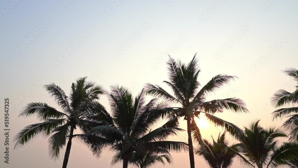 The tops of palm trees rustle in the wind against a pink tropical sky.