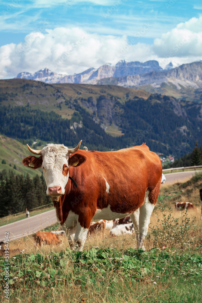 cows on a mountain pasture