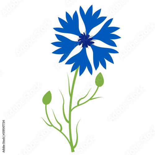 Blue cornflower. Beautiful flower with buds. Vector illustration. Blue wildflower for design and decor  prints  postcards  covers.
