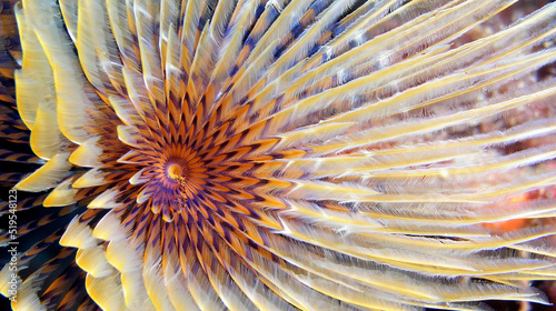 Tubeworm, Fan Worm, Spirographis, Spirographis Spallanzani, Feather Duster Worms, Tube Worm, Polychaete, Cabo Cope Puntas del Calnegre Regional Park, Mediterranean Sea, Murcia, Spain, Europe. photo