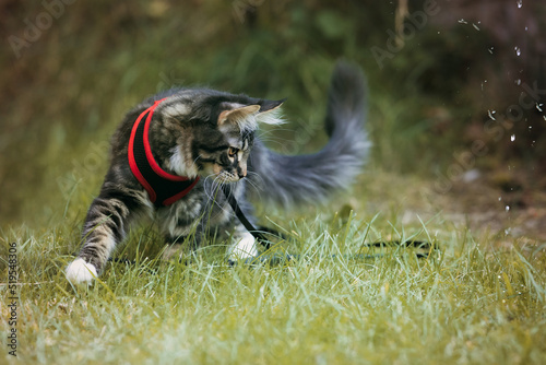 cat in the gras photo