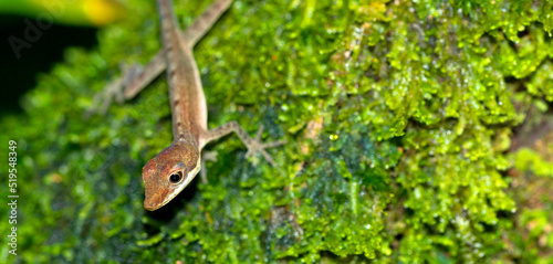 Anolis, Anole Lizard, Tropical Rainforest, Corcovado National Park, Osa Conservation Area, Osa Peninsula, Costa Rica, Central America, America photo