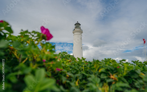 Fototapeta White Lighthouse in the sand and grass dunes, Hirtshals Fyr in Hirtshals, North