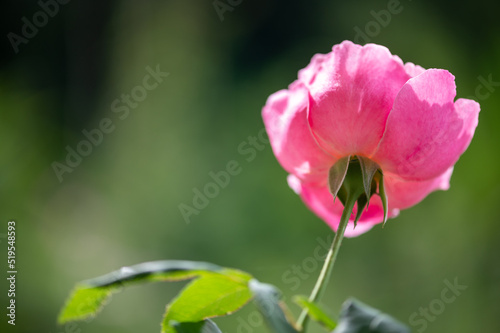 Soeur Emmanuelle Rose pink  lilac. Strong, anise, lavender fragrance.