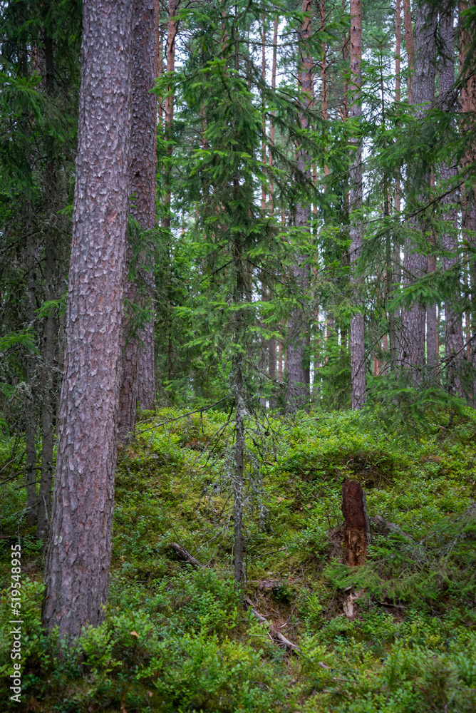 Fototapeta premium overgrown forest with green trees and lots of blueberry bushes. Wild blueberries