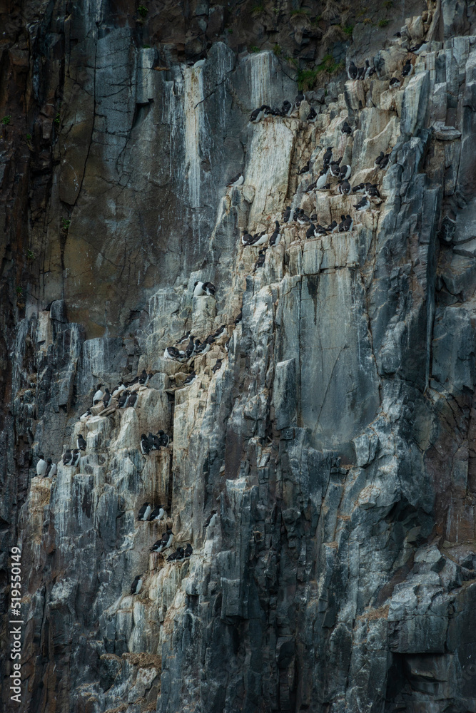 Razorbill bird on a cliff, Svalbard island Norway