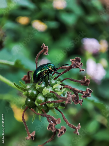 Close-up of Chrysochus auratus (dogbane beetle) with blurred background photo