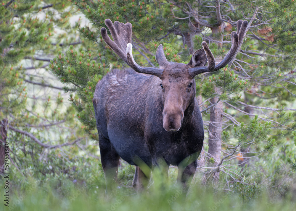 Moose in the Colorado Rocky Mountains Moose in the Colorado Rocky Mountains