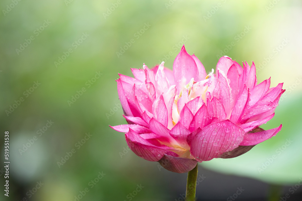 Rose angel lotus on nature background. Rose angel lotus on nature background.