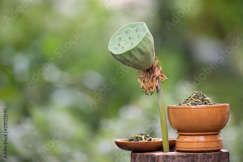 Dried young plant in the lotus seed and pod on nature background. photo