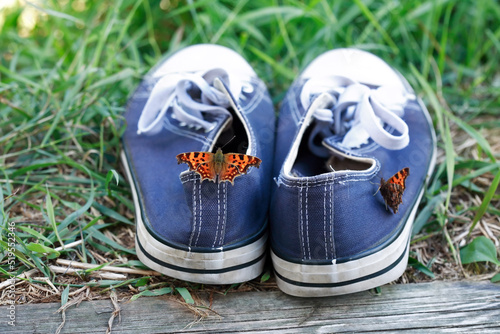 Butterflies Sit On Sneakers