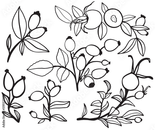 Vector illustration of wild rose. Sketch of berries and leaves, drawing on a white background. © Liliya