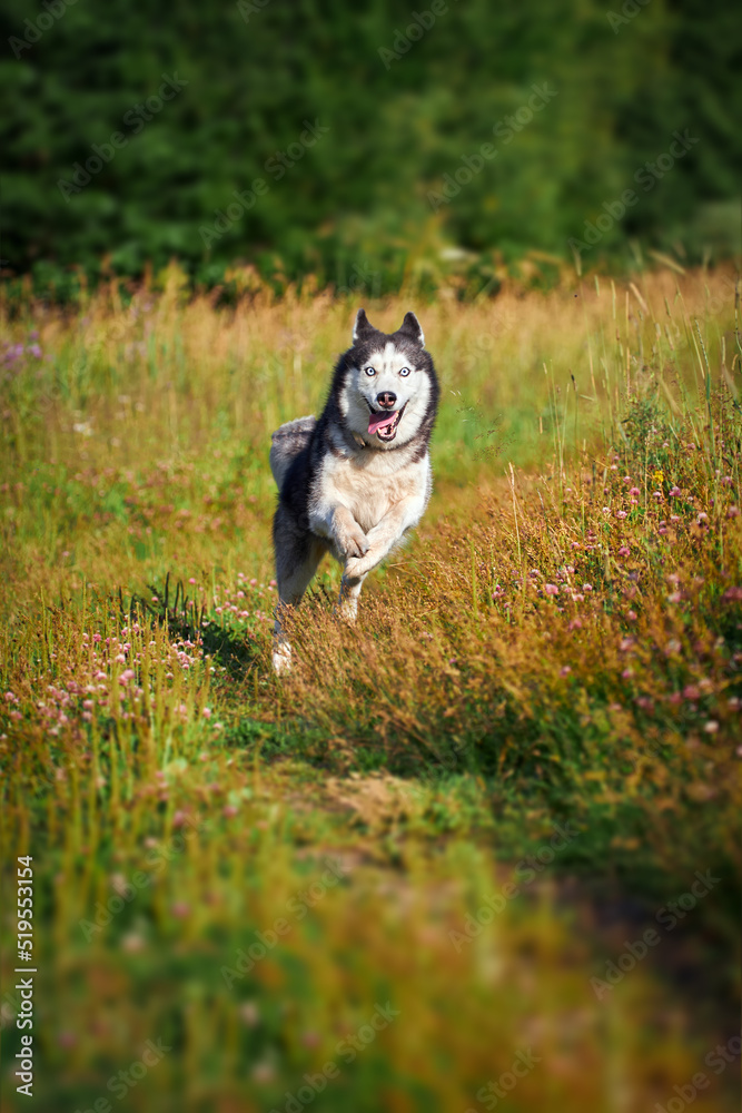Cheerful funny husky dog quickly runs forward on the grass in sunny evening walk. Cheerful funny husky dog quickly runs forward on the grass in sunny evening walk.